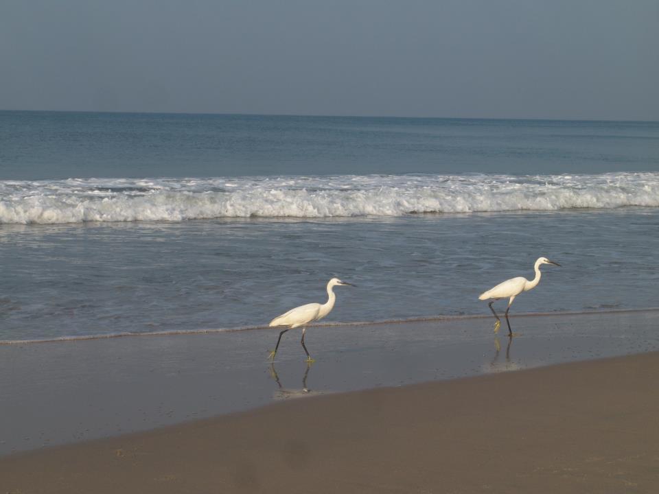 Oceanic Beach Residency Varkala Eksteriør billede